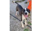 Adopt Oreo a Labrador Retriever