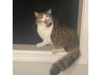 Adopt Pebbles a Norwegian Forest Cat