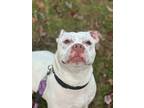 Adopt Maynard a Pit Bull Terrier