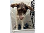 Adopt Duck a German Wirehaired Pointer