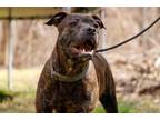 Adopt Crispin a American Staffordshire Terrier