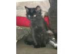 Adopt Twix a Domestic Short Hair