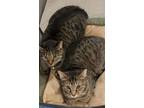 Adopt Alex & Taylor a Tabby