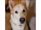 Adopt Jack a Siberian Husky