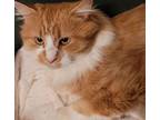 Adopt Austin (m) 3yrs old DLH Orange/white a Norwegian Forest Cat