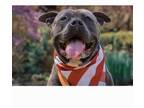 Adopt Pete a American Staffordshire Terrier
