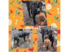 Adopt Billy a Labrador Retriever, German Shepherd Dog