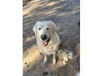 Adopt Chandler a Great Pyrenees