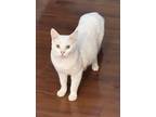 Adopt Warner a Domestic Short Hair