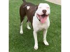 Adopt Leo a Pit Bull Terrier