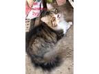 Adopt Mr. Handsome -2 yrs a Norwegian Forest Cat