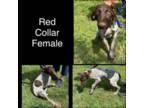 Red Collar Pointer