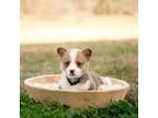 Pembroke Welsh Corgi Puppy for sale in Waverly Hall, GA, USA