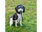 Mutt Puppy for sale in Barbourville, KY, USA