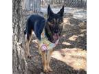 Adopt Zofi a Black German Shepherd Dog / Mixed dog in Edinburg, TX (37465790)