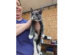 Adopt Teeny a Domestic Shorthair / Mixed (short coat) cat in Coshocton