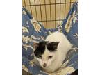 Adopt Bud Lite a Domestic Shorthair / Mixed (short coat) cat in Coshocton