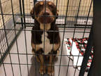 Adopt DOC a Brown/Chocolate - with White Labrador Retriever / American Pit Bull