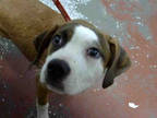 Adopt LOUIEN a Tan/Yellow/Fawn - with White Boxer / Mixed dog in Atlanta