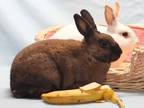 Adopt *CHARLIZE HAREON a Fawn Other/Unknown / Mixed rabbit in Burbank