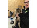 Adopt Tigger a Domestic Shorthair / Mixed (short coat) cat in Coshocton