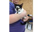Adopt Paws a Domestic Shorthair / Mixed (short coat) cat in Coshocton