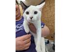 Adopt Blue a Domestic Shorthair / Mixed (short coat) cat in Coshocton