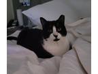 Adopt Oreo a All Black Domestic Shorthair / Domestic Shorthair / Mixed cat in