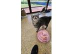 Adopt Haven a Gray, Blue or Silver Tabby Domestic Shorthair (short coat) cat in
