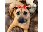 Adopt Luz a Tan/Yellow/Fawn Pit Bull Terrier / Mixed dog in Kanab, UT (34497836)