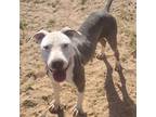 Adopt Dory a Gray/Silver/Salt & Pepper - with Black American Staffordshire