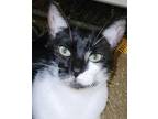 Adopt HARVEY a Domestic Shorthair (short coat) cat in Calimesa, CA (37565362)