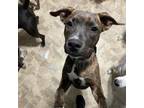 Adopt Jasmine **FOSTER NEEDED** a Brindle American Pit Bull Terrier / Mixed dog