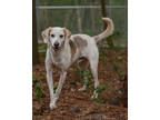 Adopt Craig Morgan - a Tan/Yellow/Fawn Hound (Unknown Type) / Mixed dog in
