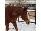 Adopt Rudy a Quarterhorse / Mixed horse in Kanab, UT (36903581)