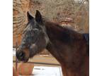 Adopt Shiloh a Thoroughbred / Mixed horse in Kanab, UT (36903580)
