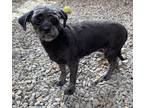 Adopt Missy a Black Shih Tzu / Mixed dog in Tucson, AZ (37613733)