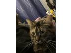 Adopt Persephone a Brown Tabby Maine Coon / Mixed (long coat) cat in New Boston