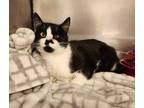 Adopt Johnnie a Black & White or Tuxedo Domestic Shorthair (short coat) cat in