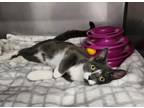 Adopt Porter a Gray or Blue (Mostly) Domestic Shorthair (short coat) cat in