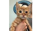Adopt Betty a Orange or Red Domestic Shorthair / Domestic Shorthair / Mixed cat