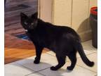 Adopt Blackie a Black (Mostly) American Shorthair (short coat) cat in