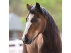 Adopt Snickers a Pony - Shetland / Mixed horse in Kanab, UT (22859867)