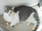 Adopt Grady a White (Mostly) Domestic Shorthair (short coat) cat in White