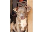 Adopt Puppy Bullet a Gray/Blue/Silver/Salt & Pepper American Pit Bull Terrier /