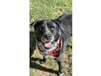 Adopt Shadow a Black Border Collie / Australian Cattle Dog / Mixed dog in