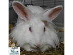 Adopt Cruella a White American / Other/Unknown / Mixed rabbit in Niagara Falls