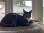 Adopt Ethan a Brown Tabby Domestic Shorthair (short coat) cat in Metairie