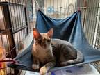 Adopt Emily a Calico or Dilute Calico Domestic Shorthair (short coat) cat in