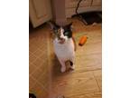 Adopt Mimi a Calico or Dilute Calico Domestic Shorthair (short coat) cat in